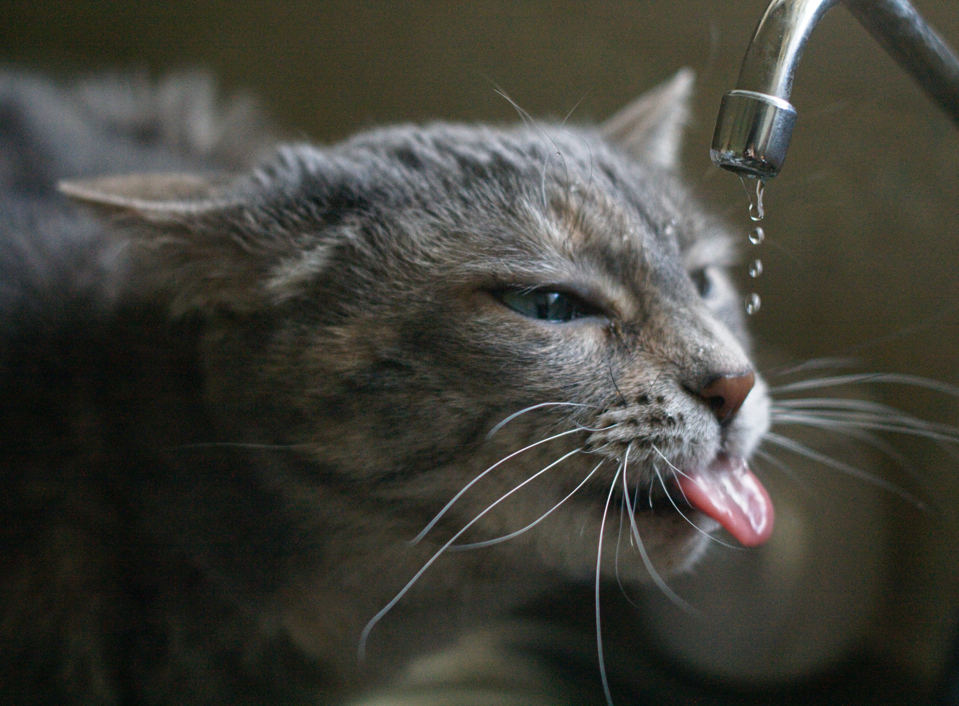 The Importance of Water for Our Pets How much, Cats & Dogs