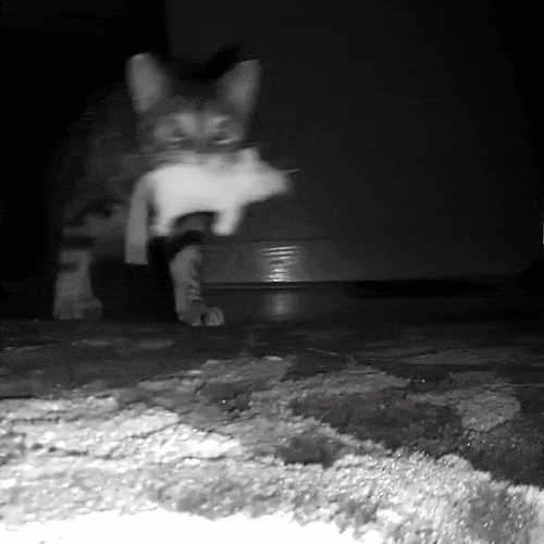 Pets Caught on Night Vision Camera