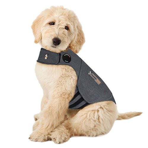 6 Supplies to Help Your Dog With Separation Anxiety