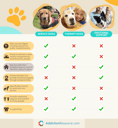 Pets and Addiction Recovery How Animals Assist in Rehabilitation