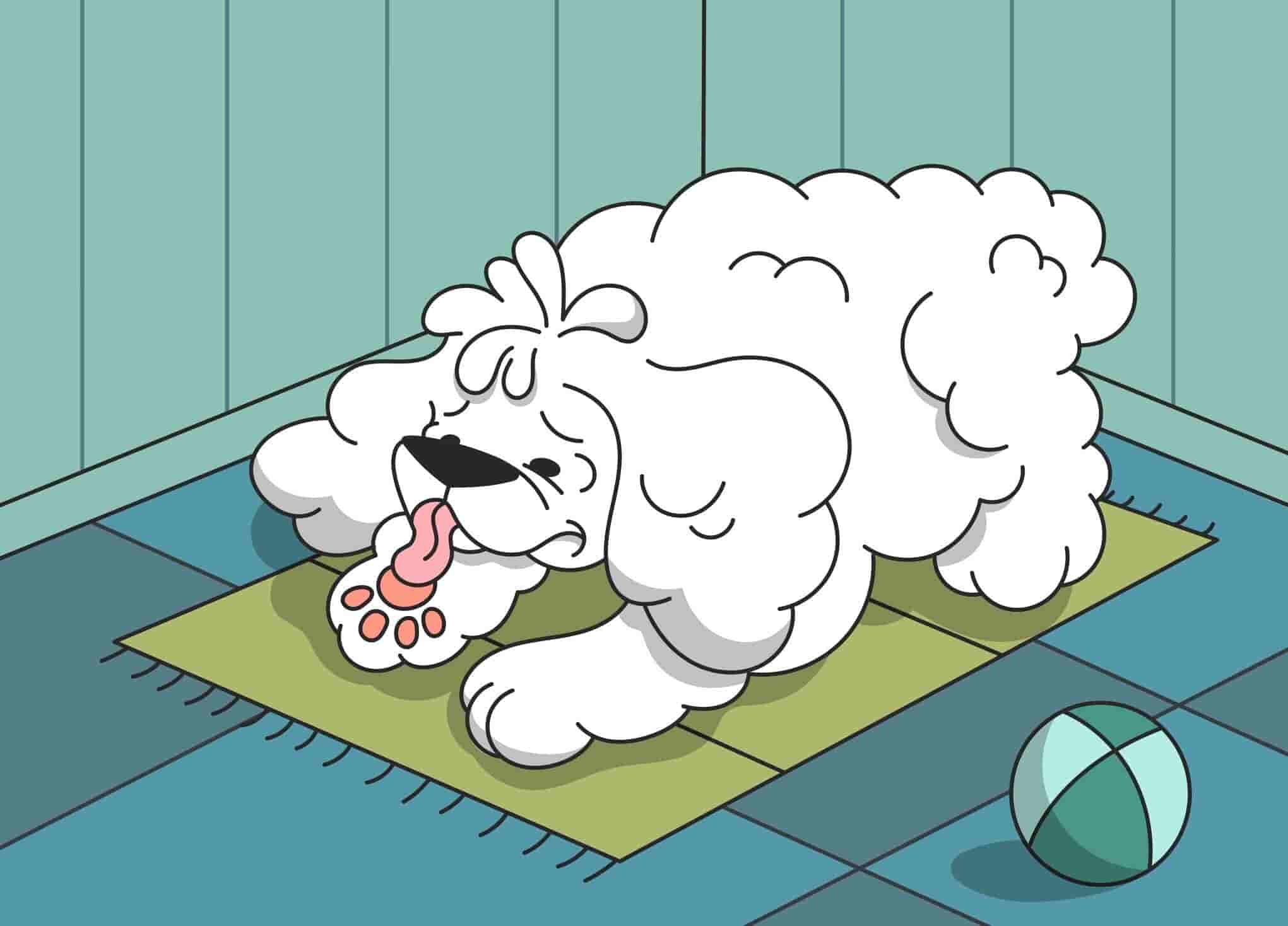 Why Is My Dog Suddenly Licking His Paws