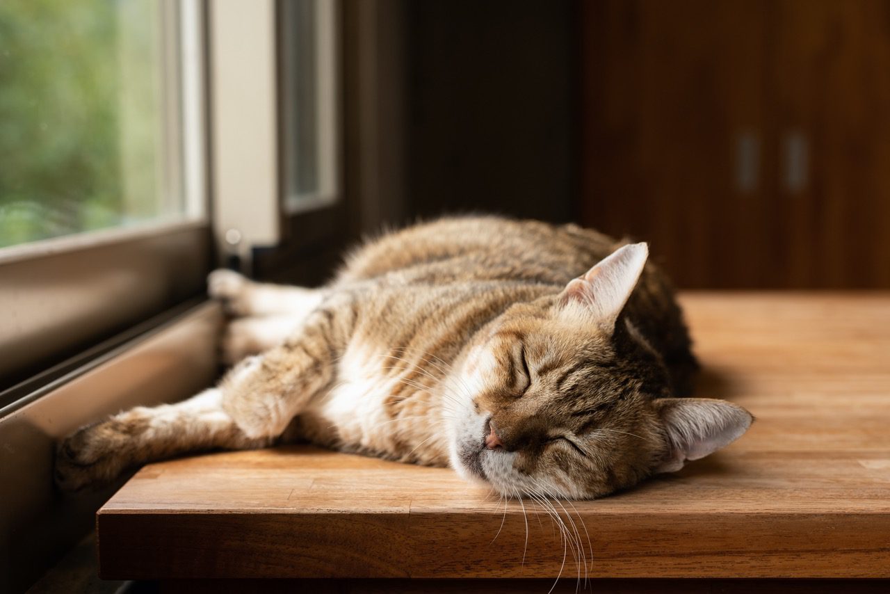 Pancreatic Cancer in Cats PetCure Oncology