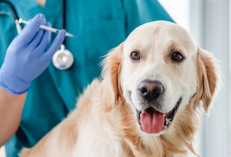 Thymoma in Dogs PetCure Oncology