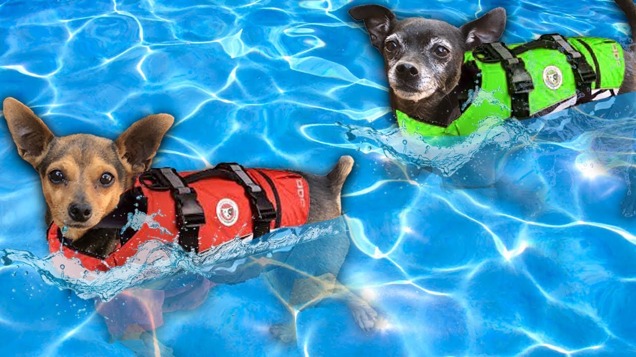 Giving our Dogs Swimming Lessons for the First Time! Pawzam Dogs