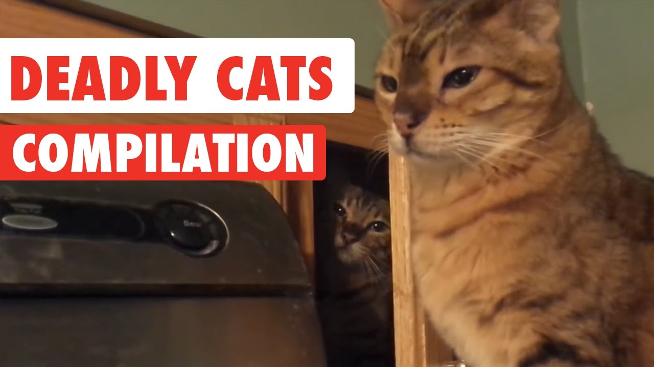 Deadly Cats Video Compilation 2017 Pet Dedicated Pet Dedicated
