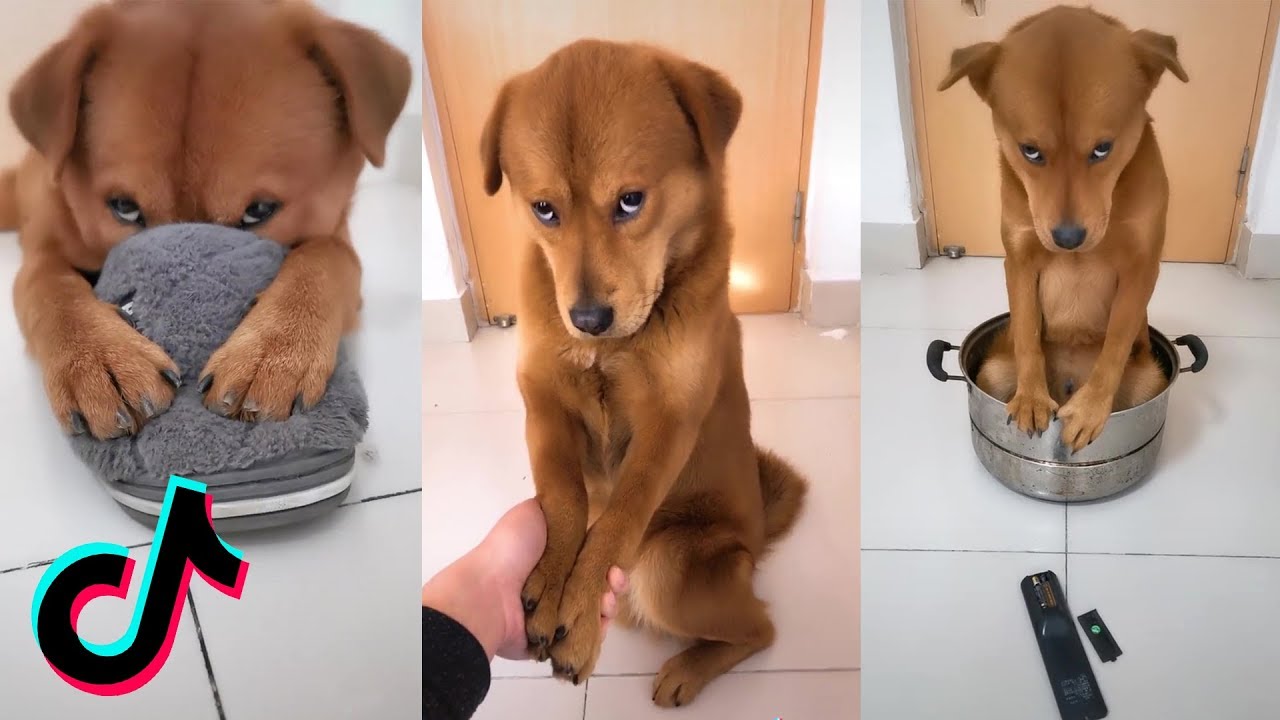 Tik Tok Aww Cute Dogs Funny Pets Video 2020 Pets Paws Pet Dedicated Pet Dedicated
