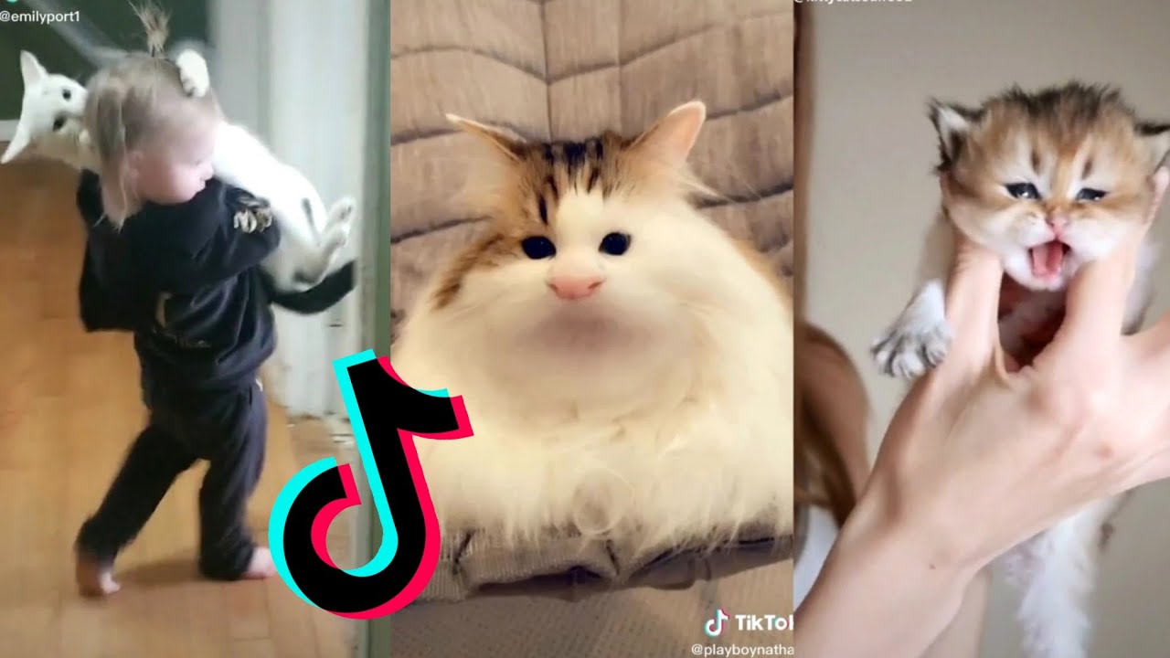 Cats being..CATS Tiktok Compilation! PART 4 Pet Dedicated Pet Dedicated