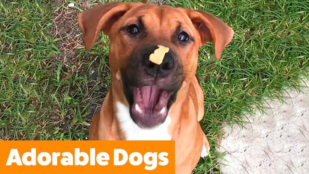 Cute Silly Dogs Funny Pet Videos Pet Dedicated Pet