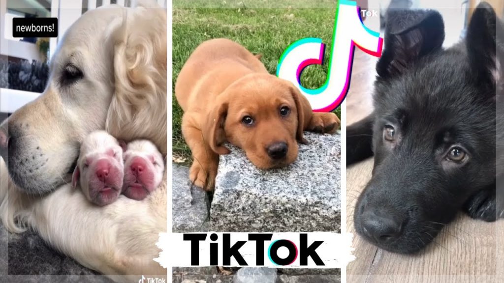 tik tok dogs Archives Pet Dedicated