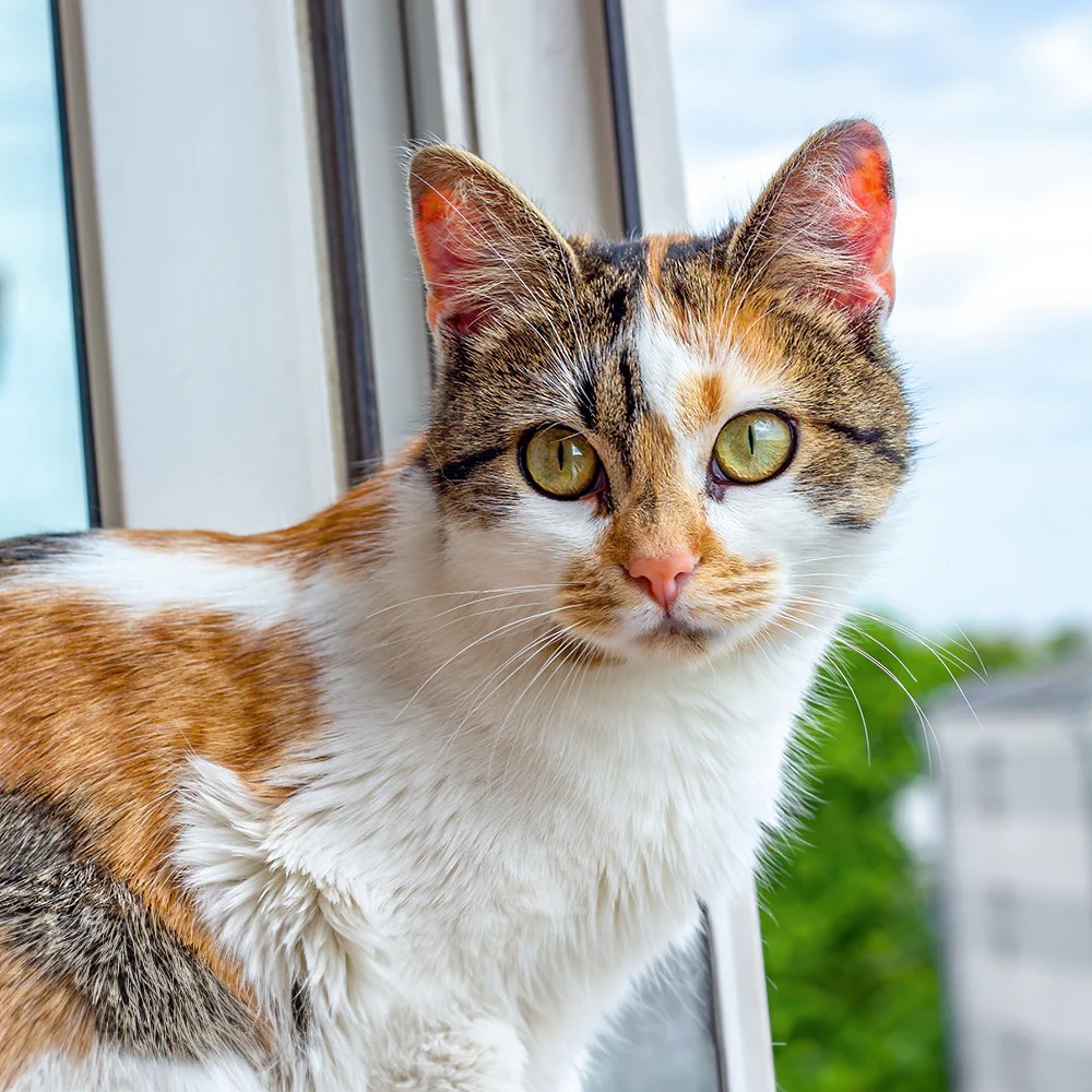 𝗔𝗿𝗲 𝗰𝗮𝗹𝗶𝗰𝗼 𝗰𝗮𝘁𝘀 𝗮𝗹𝗹 𝗳𝗲𝗺𝗮𝗹𝗲?😻 PetDelux