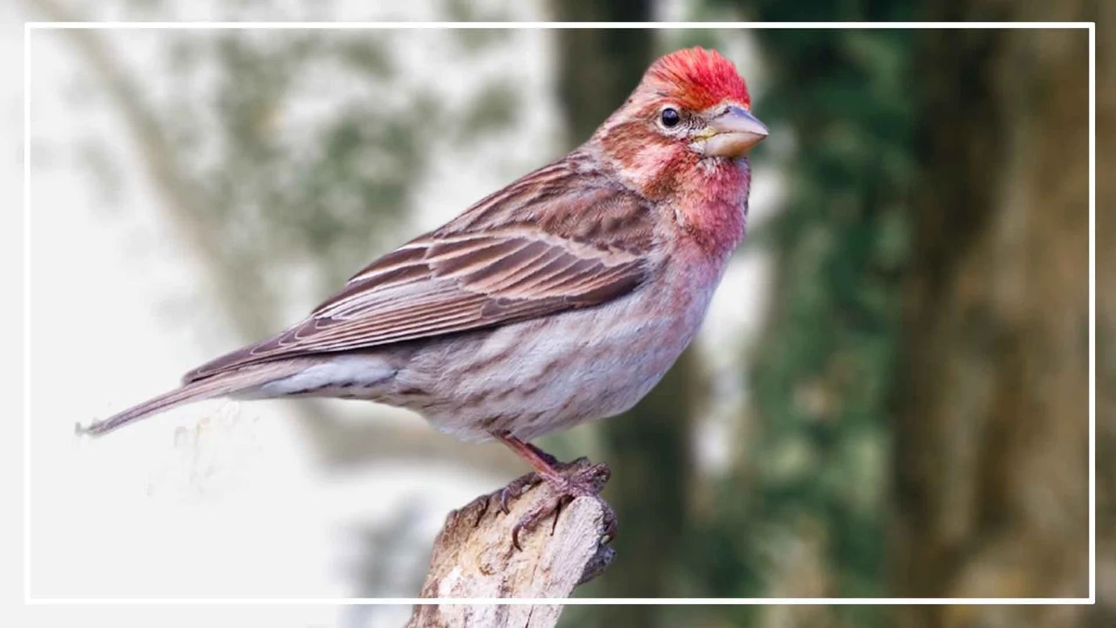 9 Bird With Red Head and Brown Body ( With Awesome Picture)