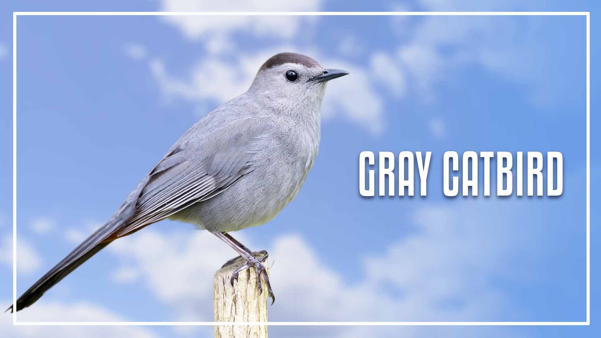 8 Gray Bird With White Stripes On Wings And Tail ( With Picture)