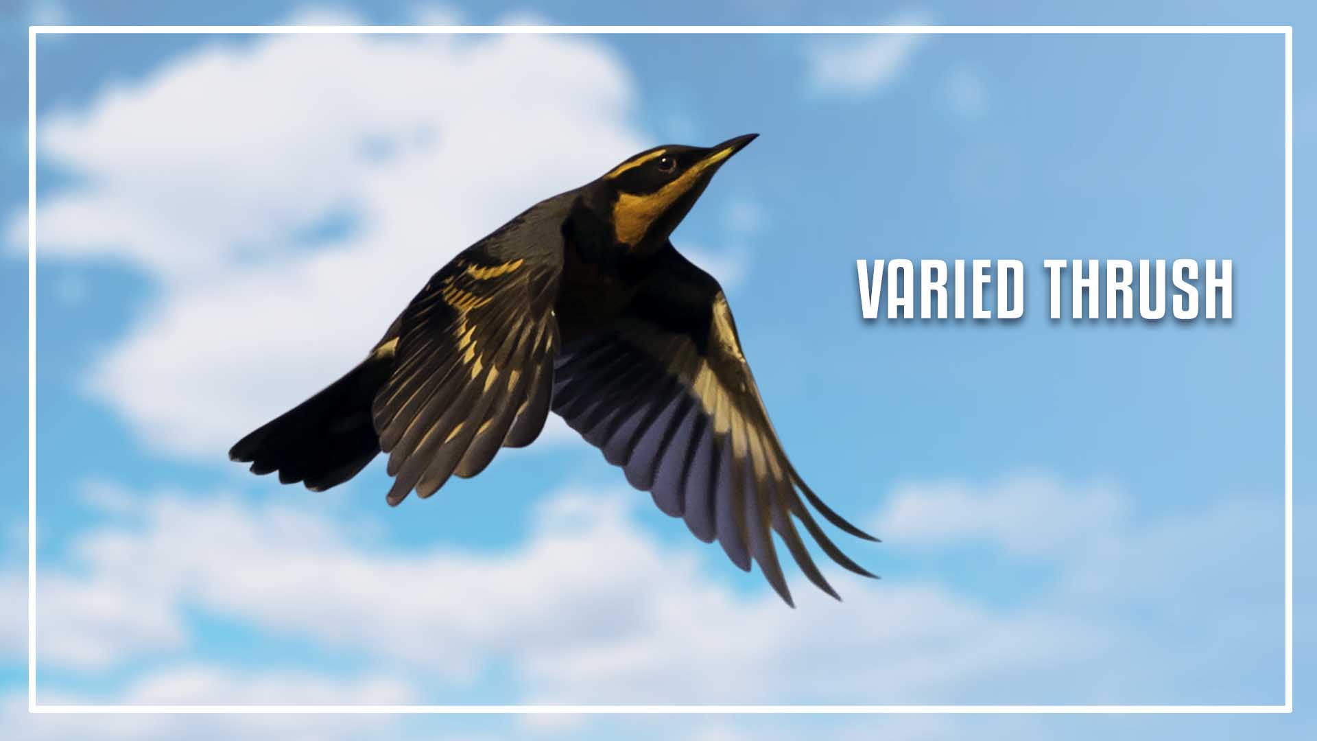 7 Black Bird With Orange Stripe On Wings (ID and Pictures)