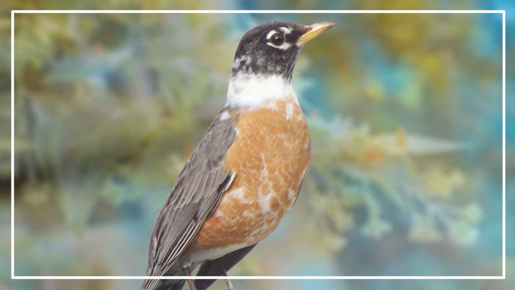 8 Birds With White Ring Around Neck (ID & Pictures)