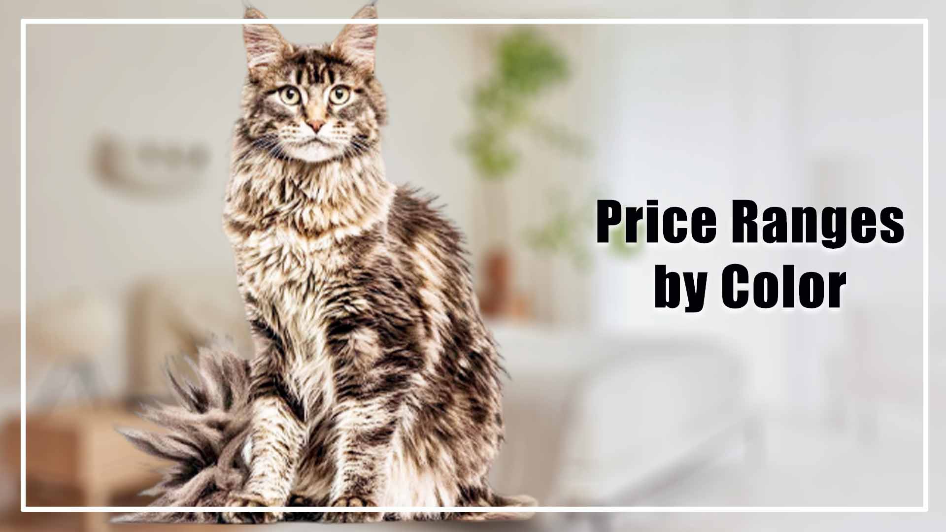 Maine Coon Cat Price by Age, Color, and Category in 2024.