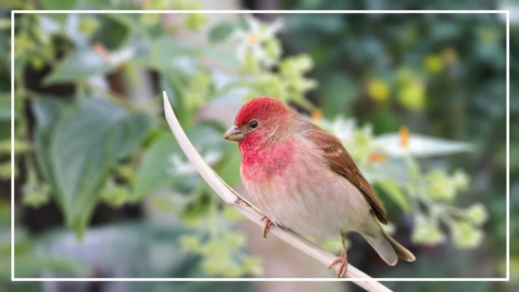 10 Birds With Red Heads And Brown Bodies (ID With Photos)