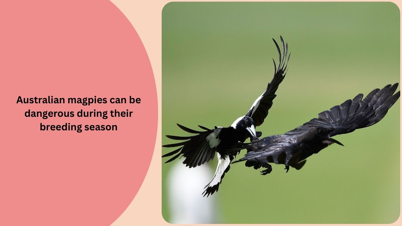 40 FAQs and Facts About Australian Magpies You Need to Know(08)