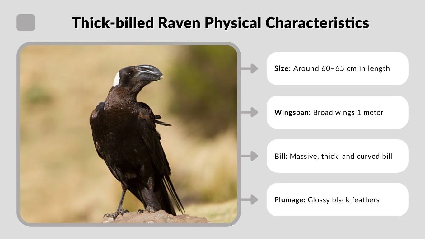 Thickbilled Raven Identification, Diet, Habitat and Facts