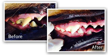 Pet Dental Services Anesthesia Free Teeth Cleaning for Dogs and 