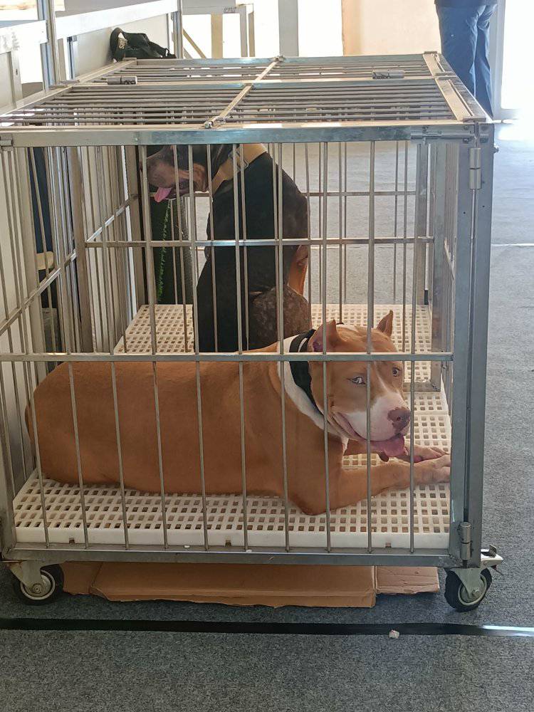 The Bull Breed Festival at Metrotent Convention Metrowalk, Pasig