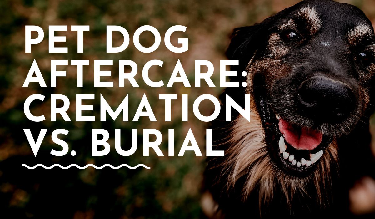 Cremation or Burial What’s Best For Your Pet Dog?
