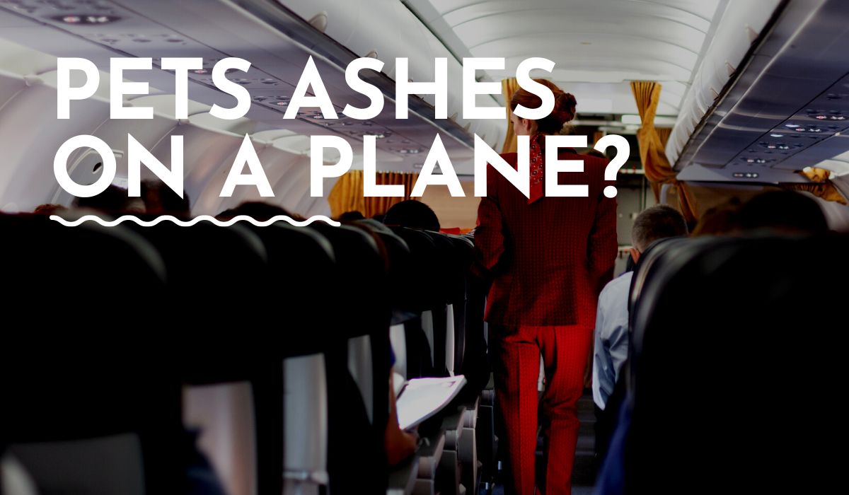 Can You Take Pet Ashes on a Plane? (Traveling with Cremains)