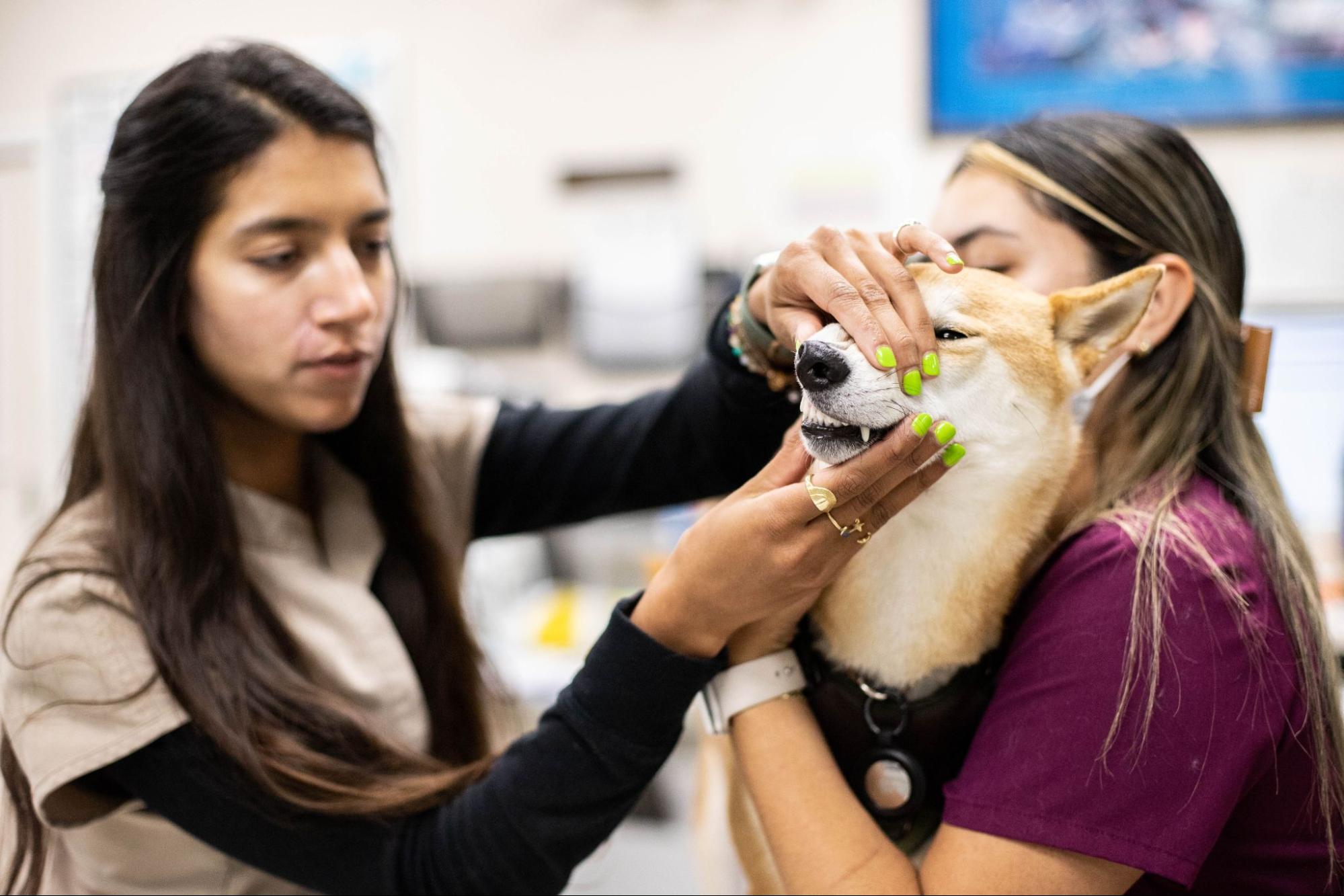 PetDesk Why Do Pets Need Dental Cleanings?