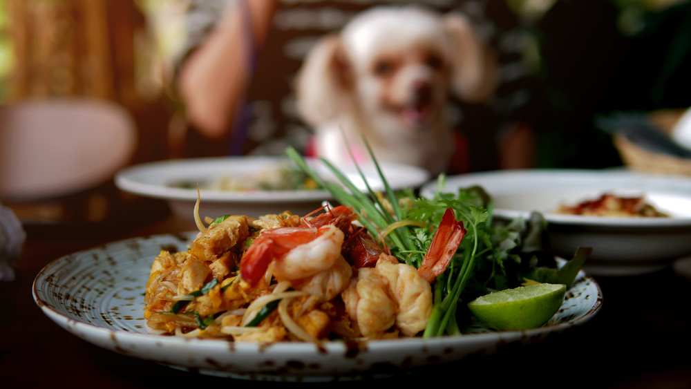 Can Dogs Eat Shrimp? Is Shrimp Bad For Dogs? Pet Diet Guide