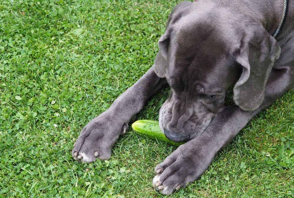 Can Dogs Eat Cucumber? Are Cucumbers Bad For Dogs? Pet Diet Guide