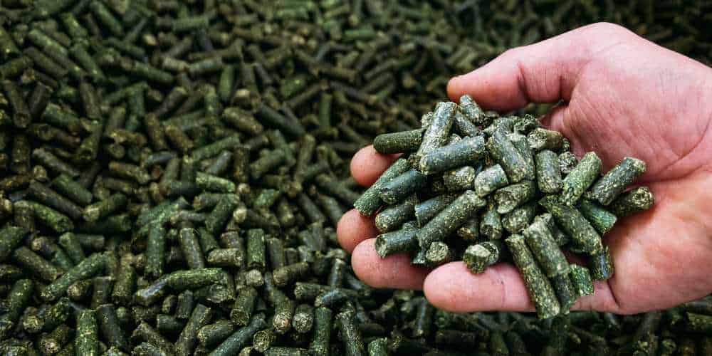 Can Chickens Eat Alfalfa? Pet Diet Guide