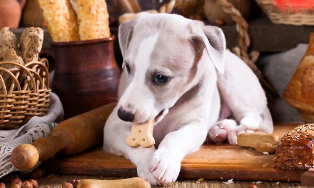 Can Dogs Eat Bread? Is Bread Bad For Dogs? Pet Diet Guide