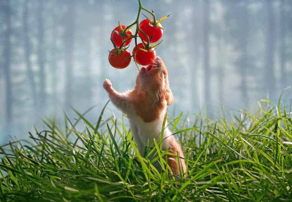 Can Hamsters Eat Tomatoes? Pet Diet Guide
