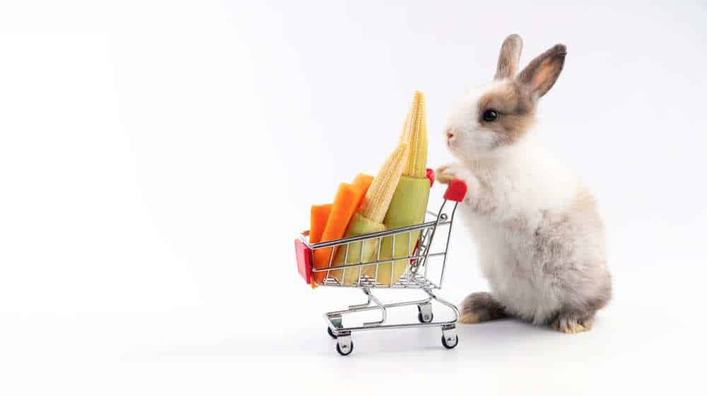 Can Rabbits Eat Baby Corn? Pet Diet Guide