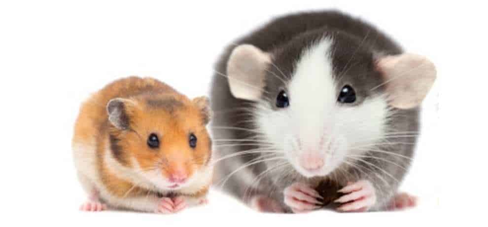 Can Hamsters Eat Rat Food? Pet Diet Guide