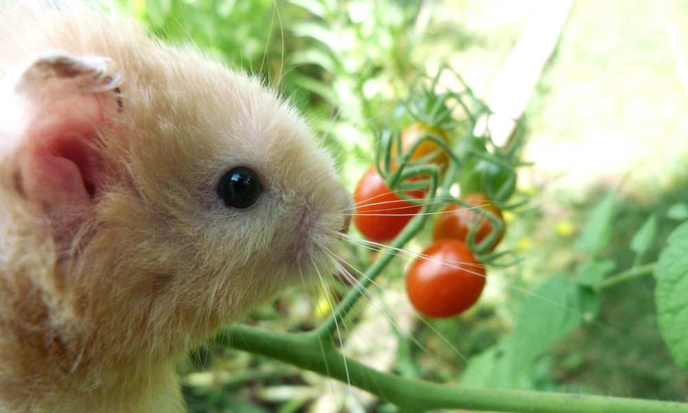 Can Hamsters Eat Tomatoes? Pet Diet Guide