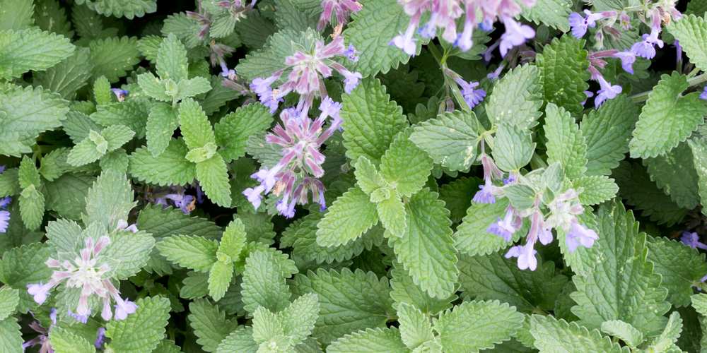 Can Dogs Eat Catnip? Is Catnip Bad For Dogs? Pet Diet Guide