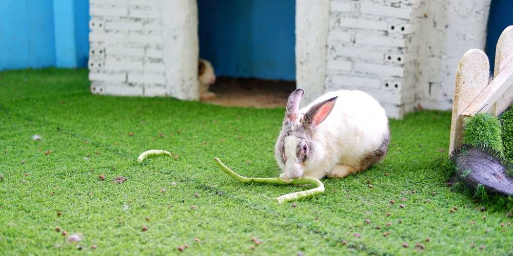 Can Rabbits Eat Beans? Pet Diet Guide
