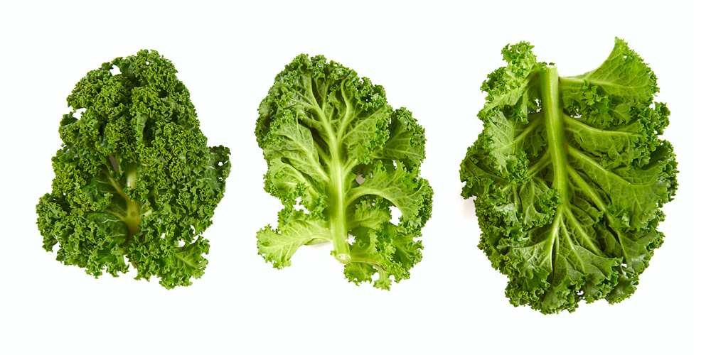 Can Dogs Eat Kale? Is Kale Bad For Dogs? Pet Diet Guide