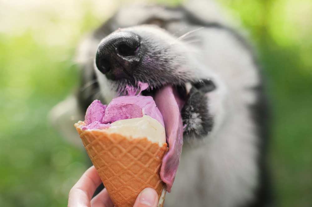 Can Dogs Eat Ice Cream? Is Ice Cream Bad For Dogs? Pet Diet Guide