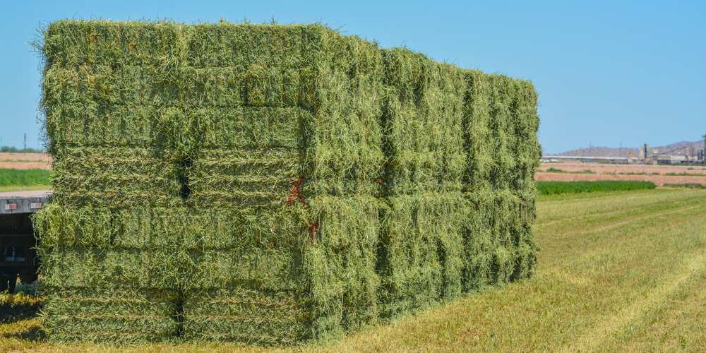 Can Chickens Eat Alfalfa? Pet Diet Guide