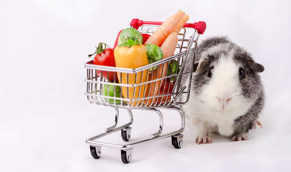Can Guinea Pigs Eat Banana Peppers? Pet Diet Guide