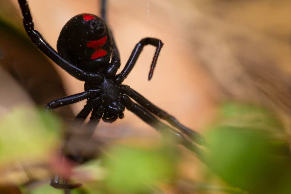 Can Chickens Eat Black Widows? Pet Diet Guide