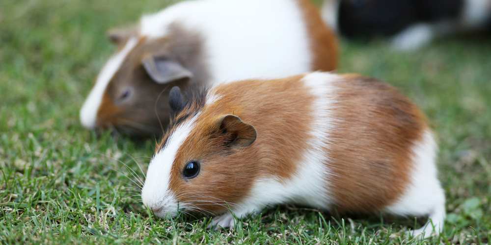 Can Guinea Pigs Eat Beets? Beet Greens? Pet Diet Guide