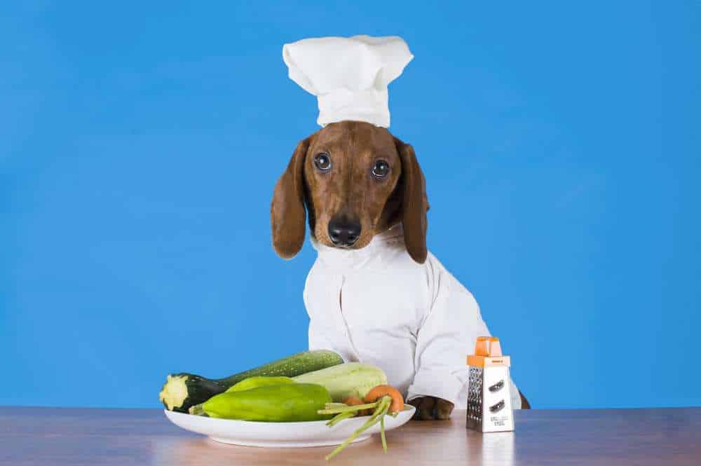 Can Dogs Eat Zucchini? Is Zucchini Bad For Dogs? Pet Diet Guide