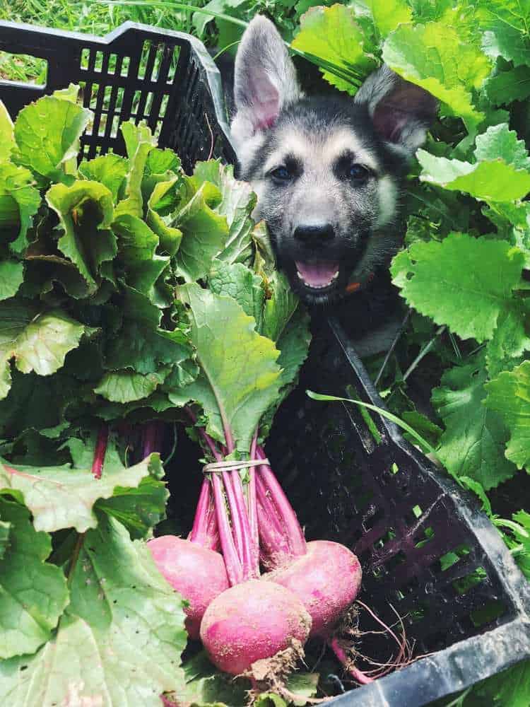 Can Dogs Eat Beets? Are Beets Bad For Dogs? Pet Diet Guide