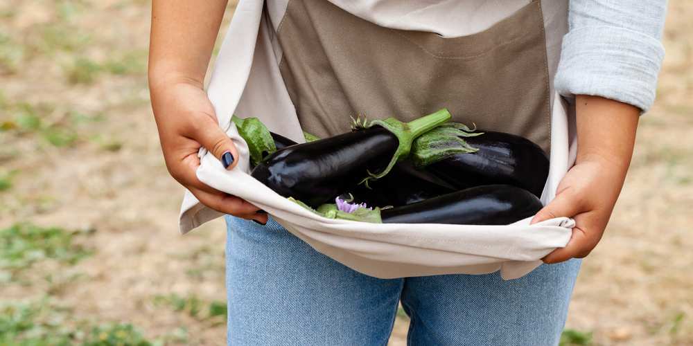 Can Dogs Eat Eggplant? Is Eggplant Bad For Dogs? Pet Diet Guide