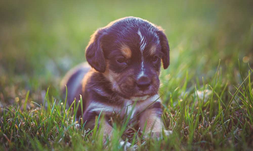 Can Dogs Eat Pistachios? Are Pistachios Bad For Dogs? Pet Diet Guide