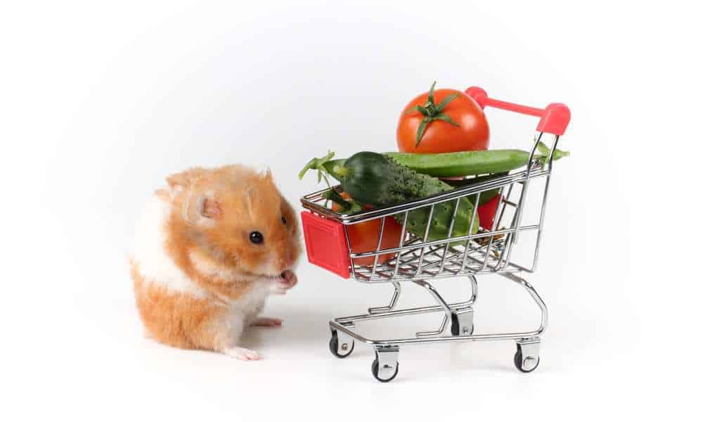 What Can Hamsters Eat? Hamster Diet Guide Pet Diet Guide