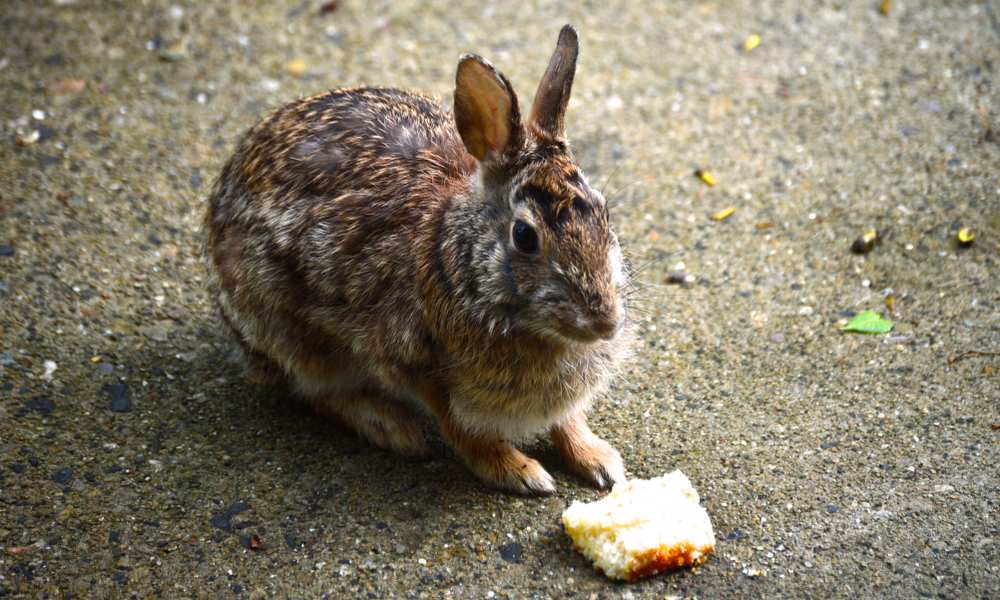 Can Rabbits Eat Biscuits? Pet Diet Guide