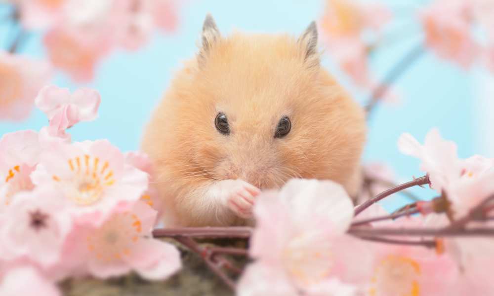 Can Hamsters Eat Salt? Pet Diet Guide
